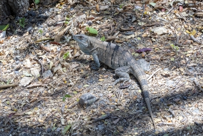 Black Iguana Palo Verde NP 2024
